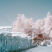 Ảnh chụp Sakura bằng máy ảnh hồng ngoại gây sốt MXH Nhật Bản